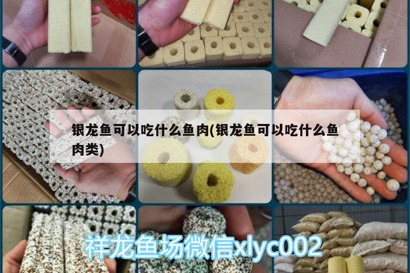 銀龍魚可以吃什么魚肉(銀龍魚可以吃什么魚肉類)