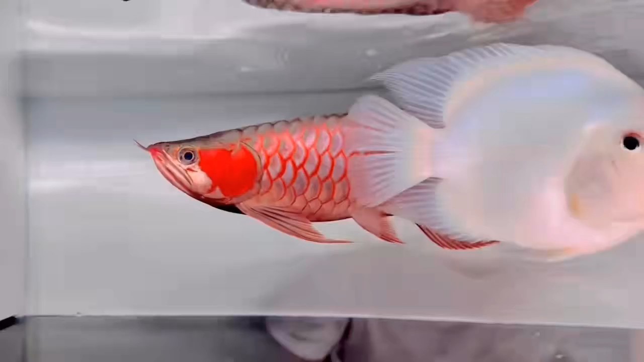 40公分精品白玉紅龍，滿腮滿框紅戰車紅龍