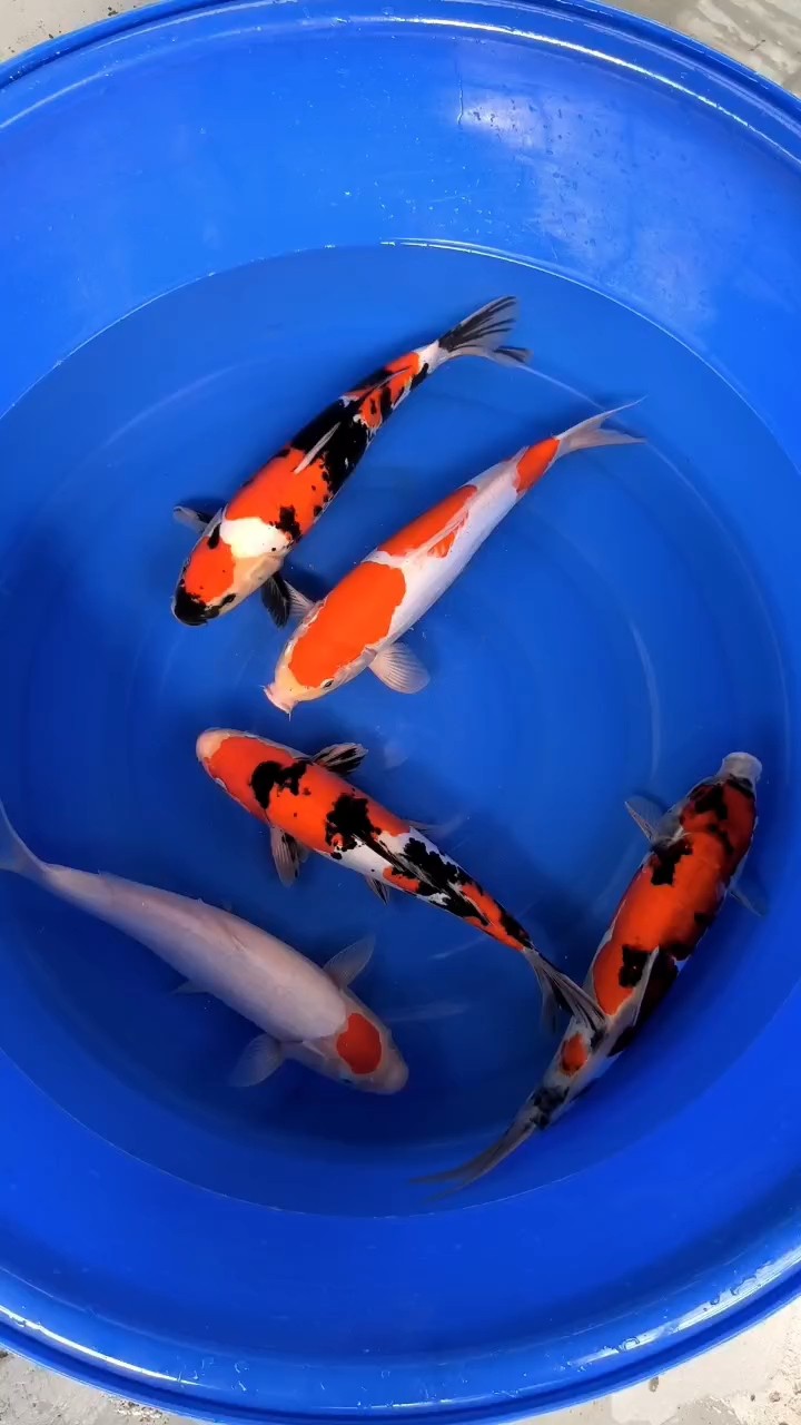 好久沒更新帶來一盤德系品種