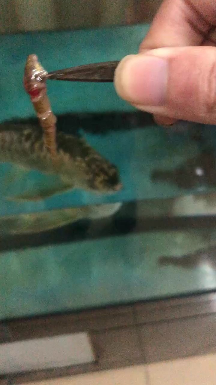 哈哈，喂魚泥鰍