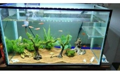 代理魚缸利潤有多大：投資魚缸代理的重要性