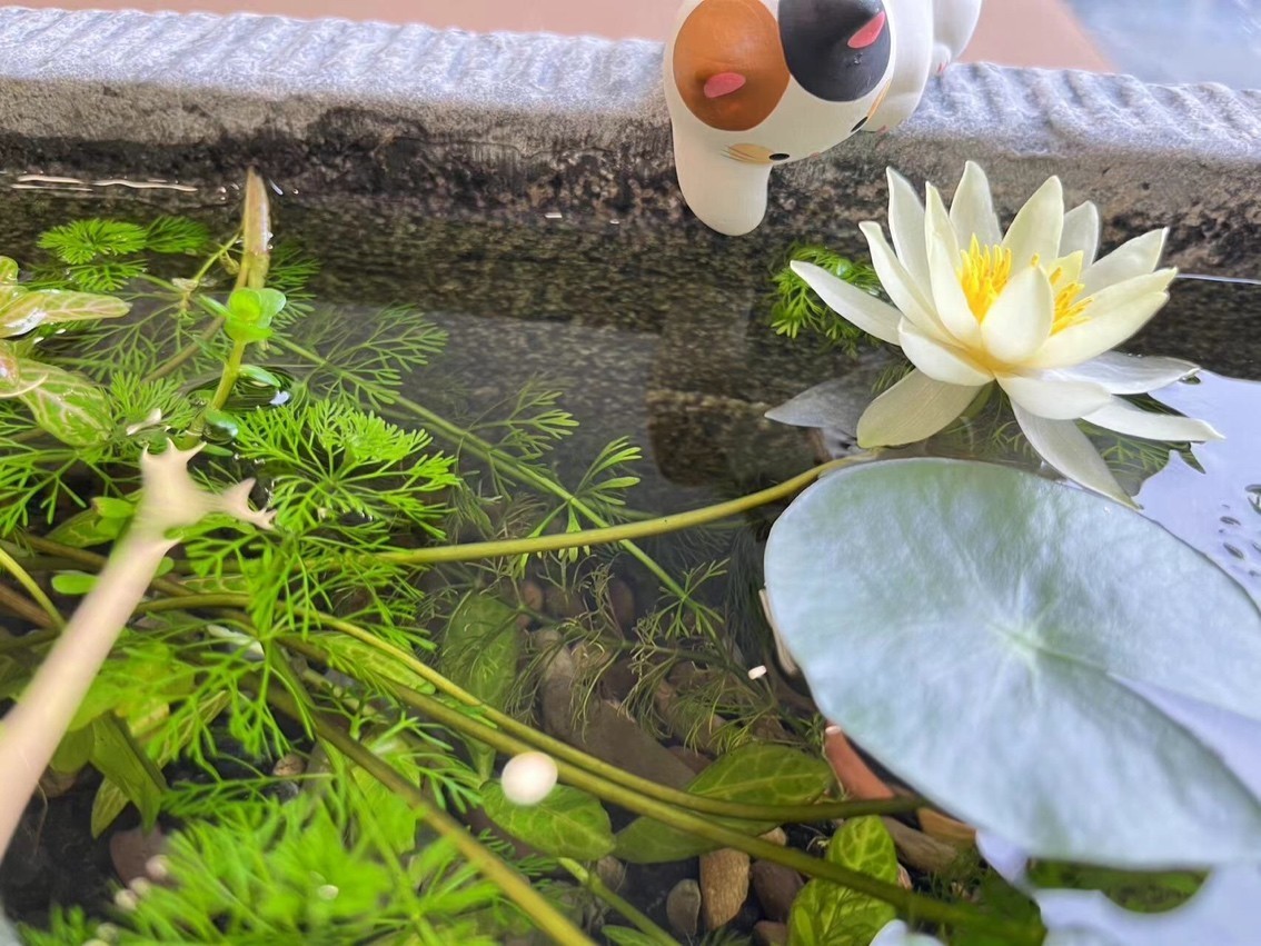 好運蓮蓮