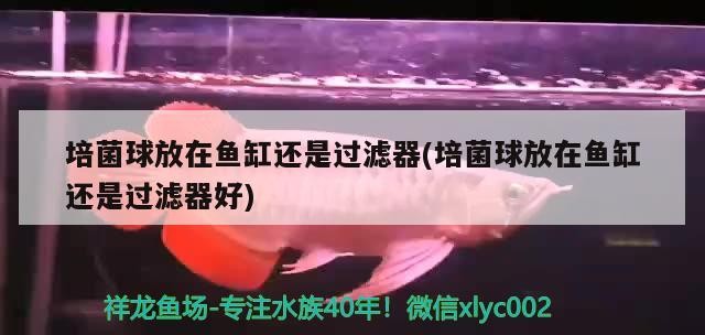 培菌球放在魚缸還是過濾器(培菌球放在魚缸還是過濾器好)