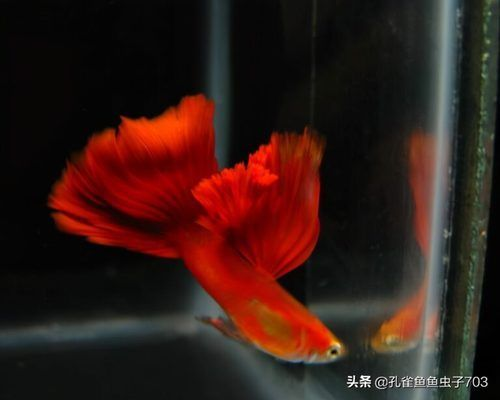 養(yǎng)紅龍魚一般正常的喂食時間