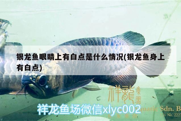 銀龍魚眼睛上有白點是什么情況(銀龍魚身上有白點)