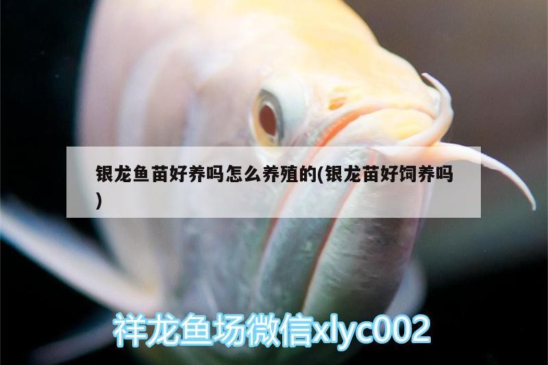 銀龍魚苗好養嗎怎么養殖的(銀龍苗好飼養嗎)