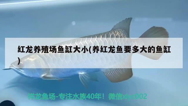 石家莊龍魚祥龍魚場地址（合作小區周邊配套怎么樣）