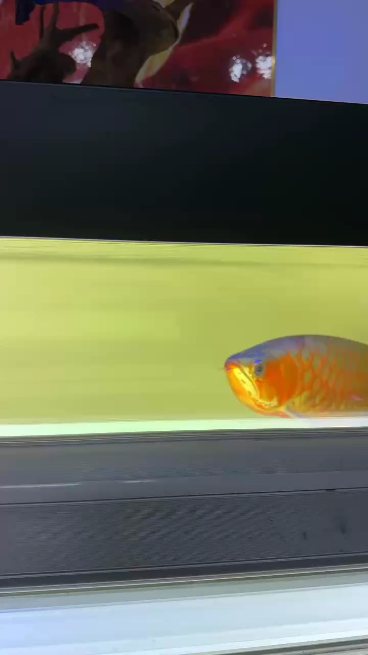 大紅龍魚
