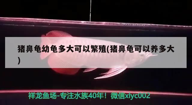 豬鼻龜幼龜多大可以繁殖(豬鼻龜可以養(yǎng)多大) 豬鼻龜幼龜多大可以繁殖(豬鼻龜可以養(yǎng)多大) 豬鼻龜百科