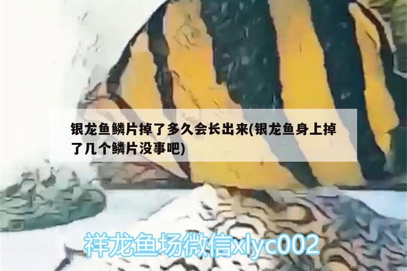 龍魚干蝦有營養嗎 銀龍魚鱗片掉了多久會長出來(銀龍魚身上掉了幾個鱗片沒事吧) 銀龍魚百科 銀龍魚鱗片掉了多久會長出來(銀龍魚身上掉了幾個鱗片沒事吧) 銀龍魚鱗片掉了多久會長出來(銀龍魚身上掉了幾個鱗片沒事吧) 銀龍魚百科
