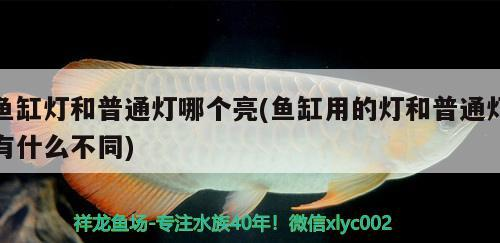魚缸燈和普通燈哪個亮(魚缸用的燈和普通燈有什么不同)
