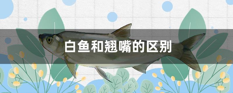 白魚和翹嘴的區別有哪些