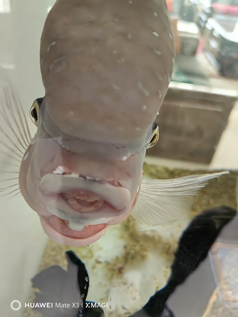 羅漢魚嘴腫了怎么辦 羅漢魚嘴腫了怎么辦 龍魚論壇