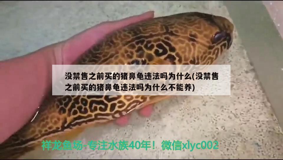 沒禁售之前買的豬鼻龜違法嗎為什么(沒禁售之前買的豬鼻龜違法嗎為什么不能養(yǎng))