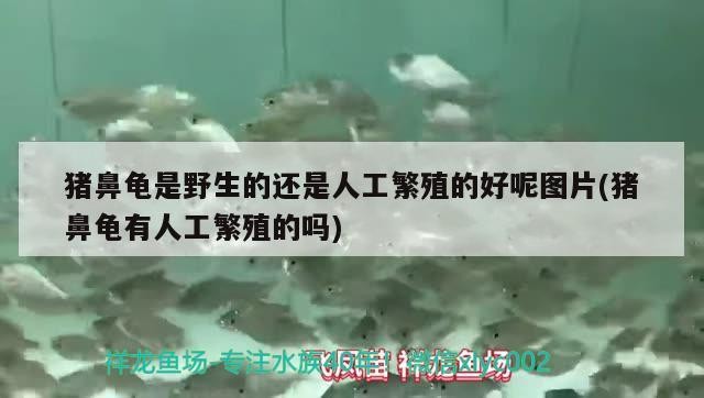 豬鼻龜是野生的還是人工繁殖的好呢圖片(豬鼻龜有人工繁殖的嗎)