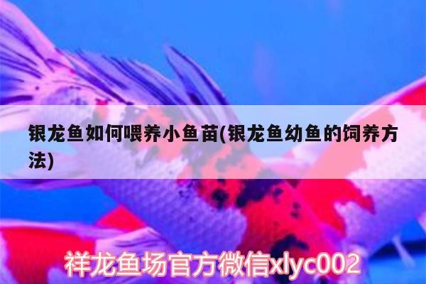 銀龍魚如何喂養(yǎng)小魚苗(銀龍魚幼魚的飼養(yǎng)方法)