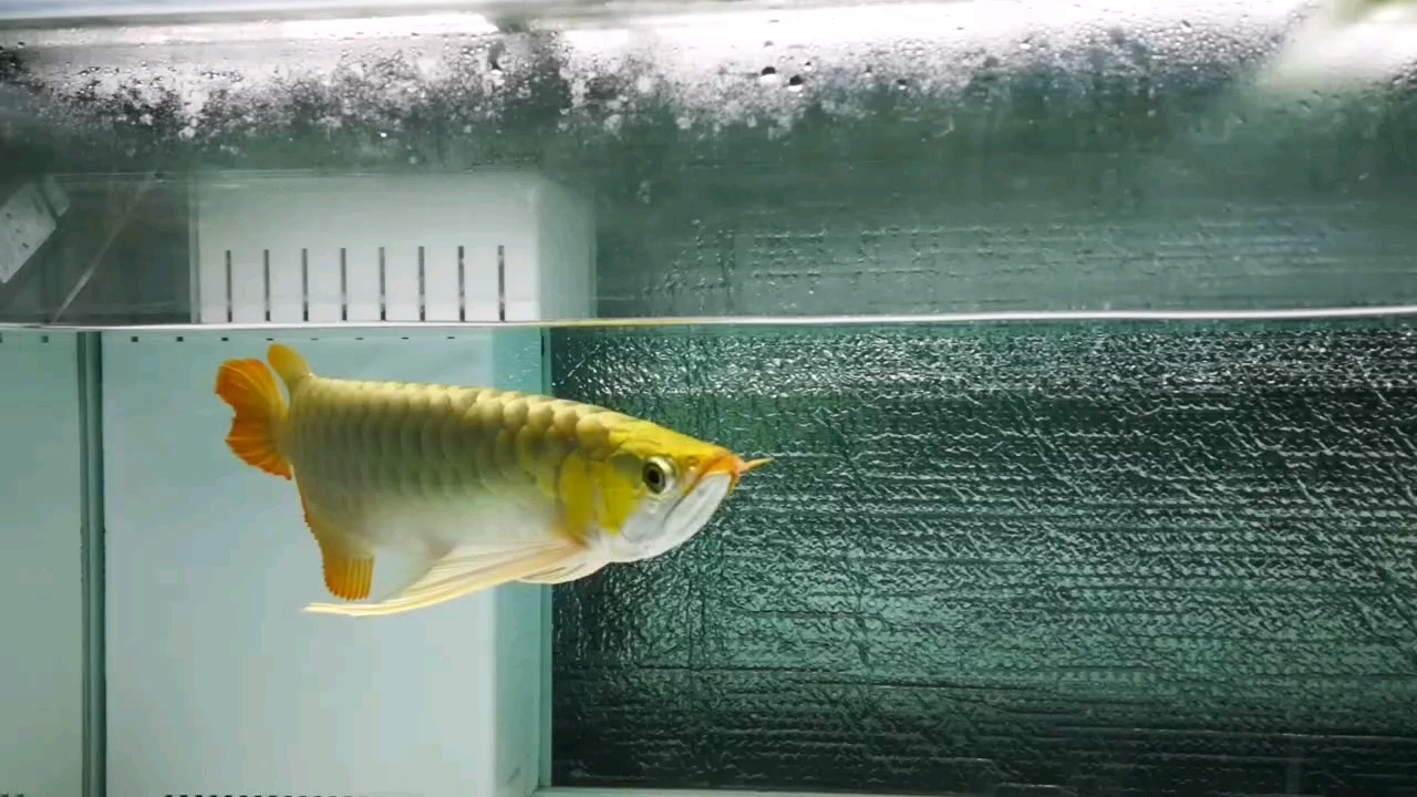 烈焰紅鰭