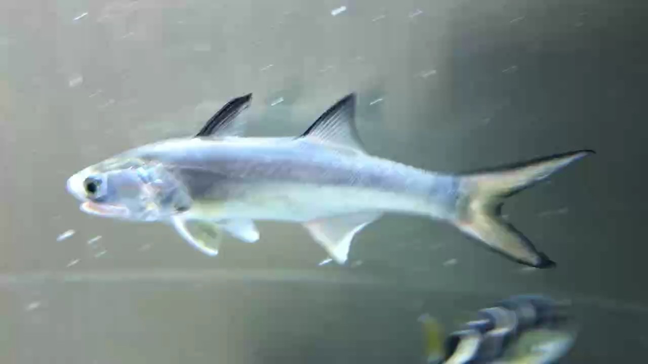 猜魚