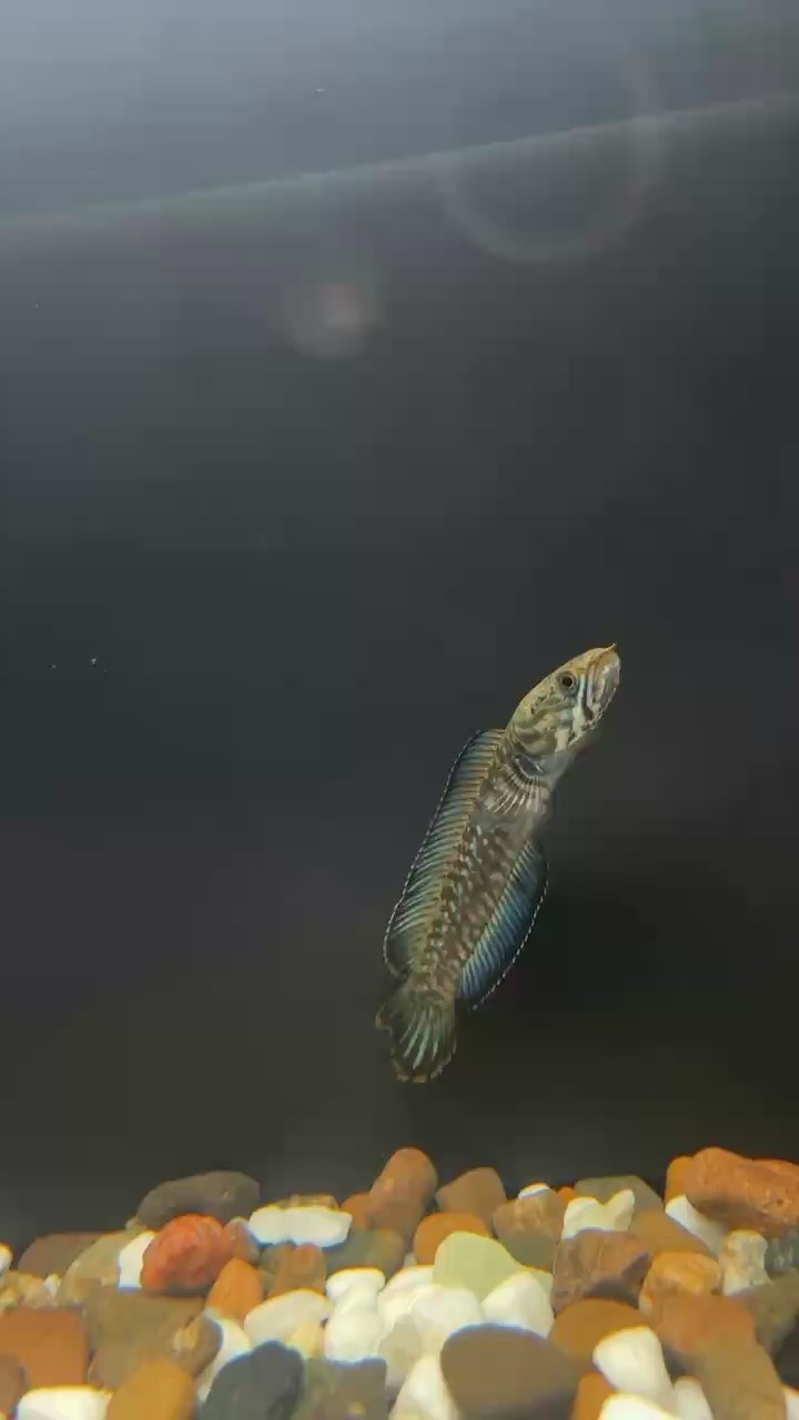 怎樣判斷金龍魚是否需要換燈，判斷金龍魚是否需要換燈，從這幾個方面來判斷是否該換燈