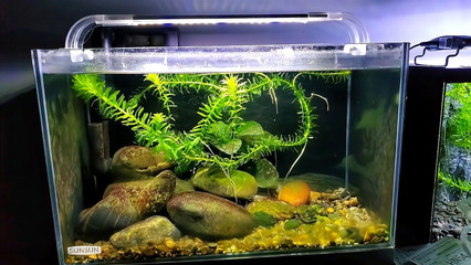 森森魚缸聯網（森森魚缸怎么聯網）