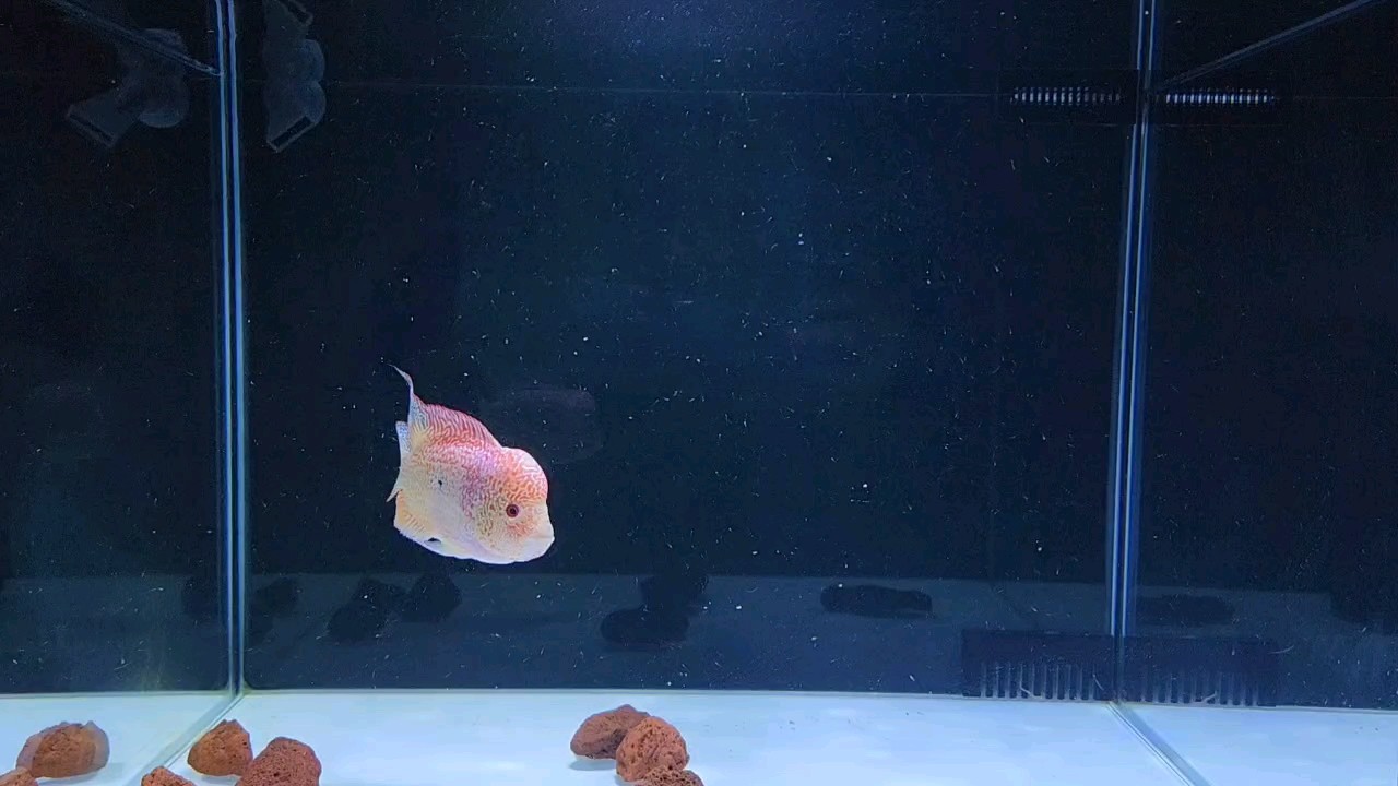 羅漢起頭，假期結(jié)束 羅漢起頭，假期結(jié)束 龍魚(yú)論壇