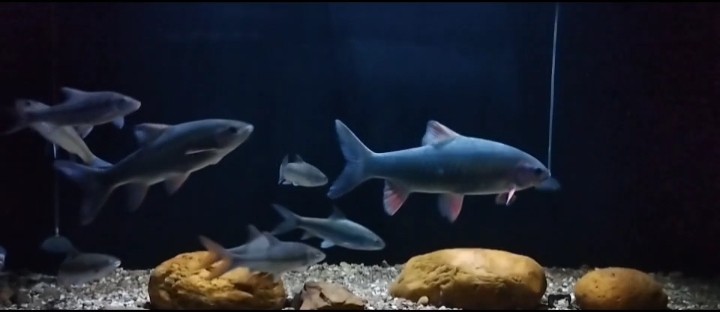 臺風天靜靜看看魚