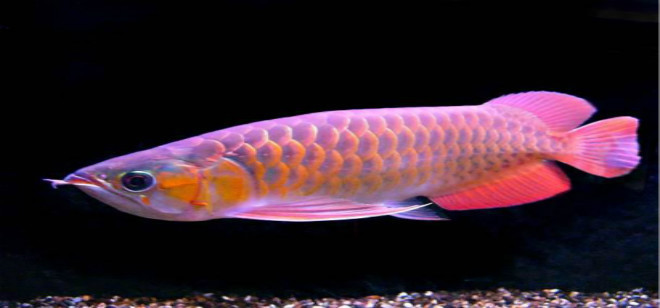 廈門紅龍魚價(jià)格2688貴嗎？