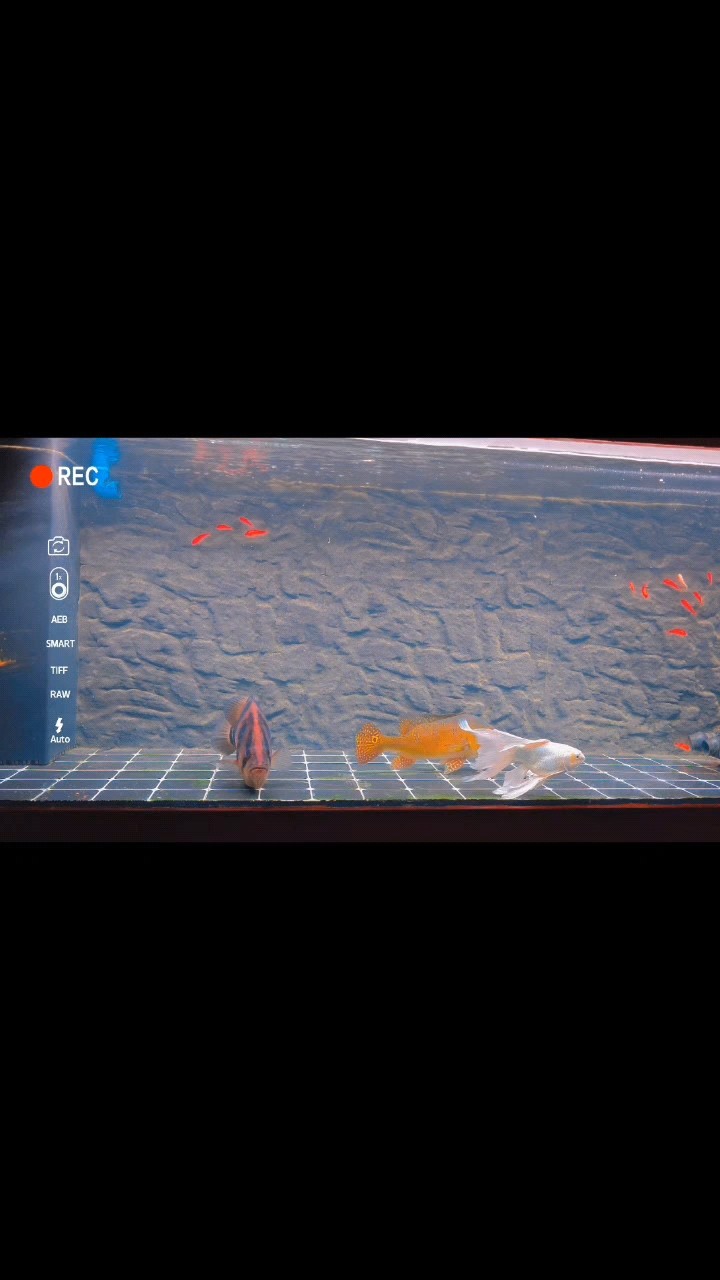 龍呢龍呢？