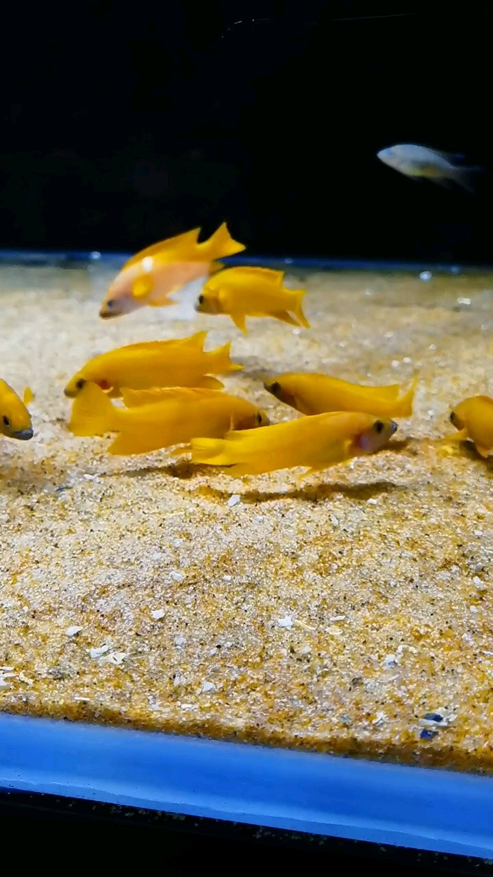 純非洲制造，歡迎鑒賞坦噶尼喀湖大雜燴