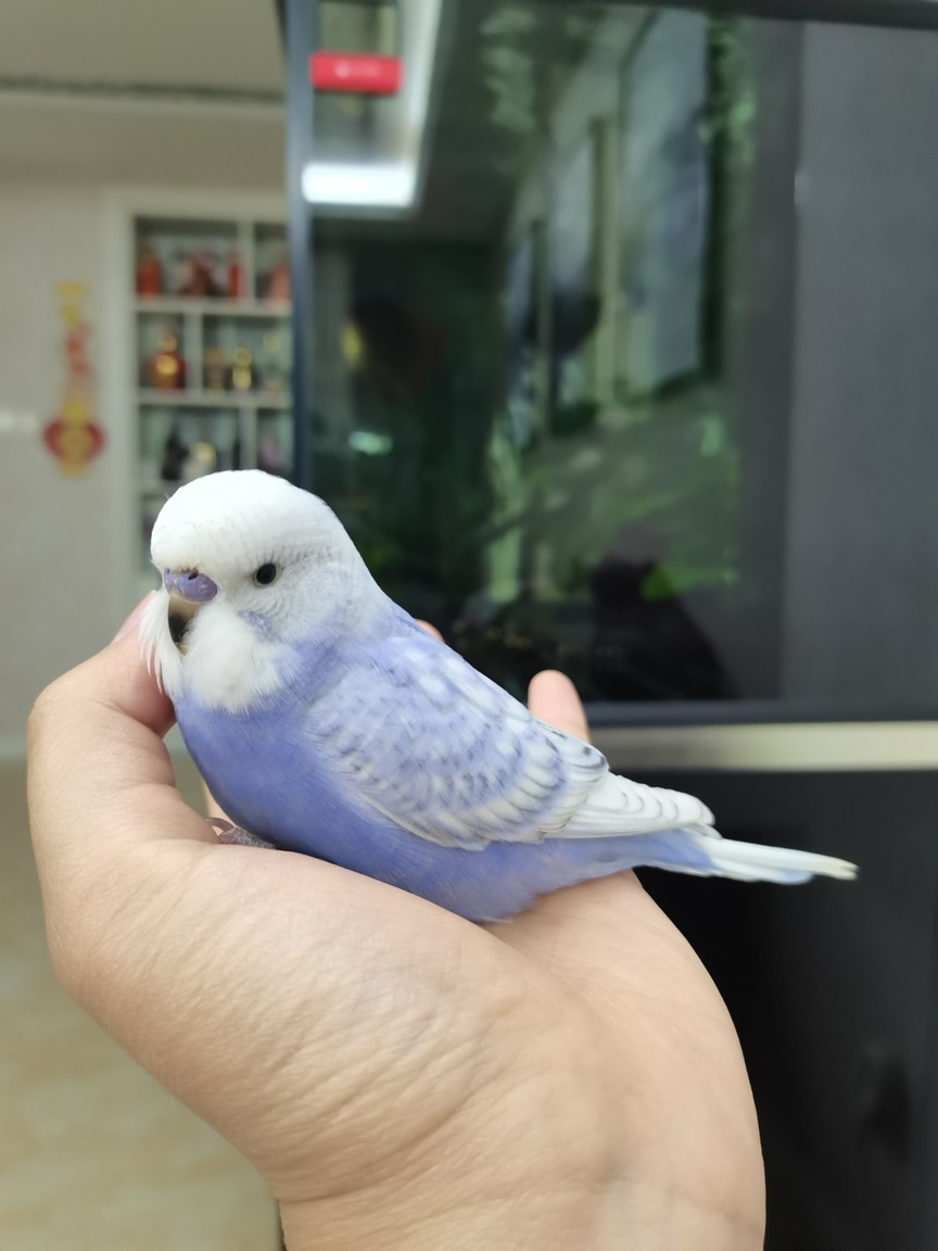 新成員