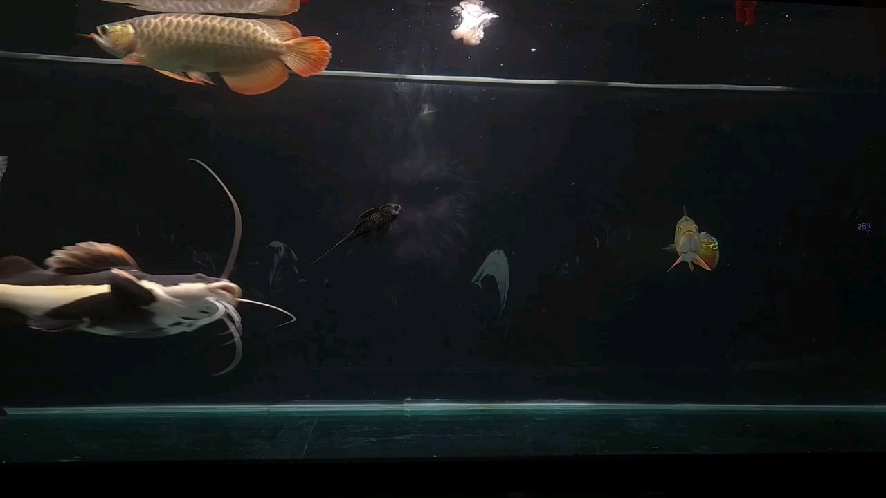 發個喂食視頻吧