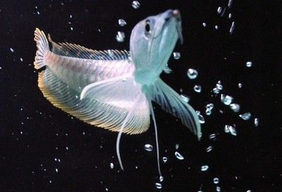 賽級銀龍魚價格多少錢一只
