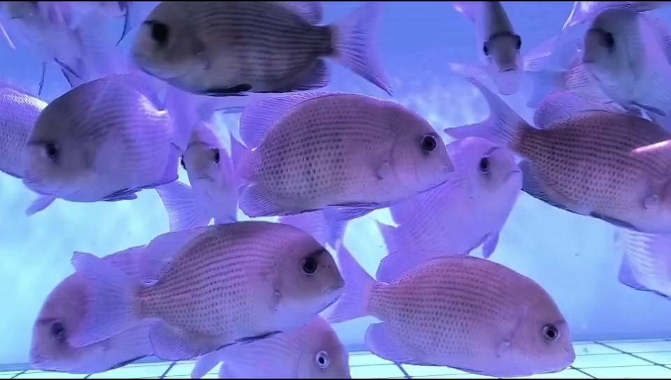 18-20公分馬拉莫，268