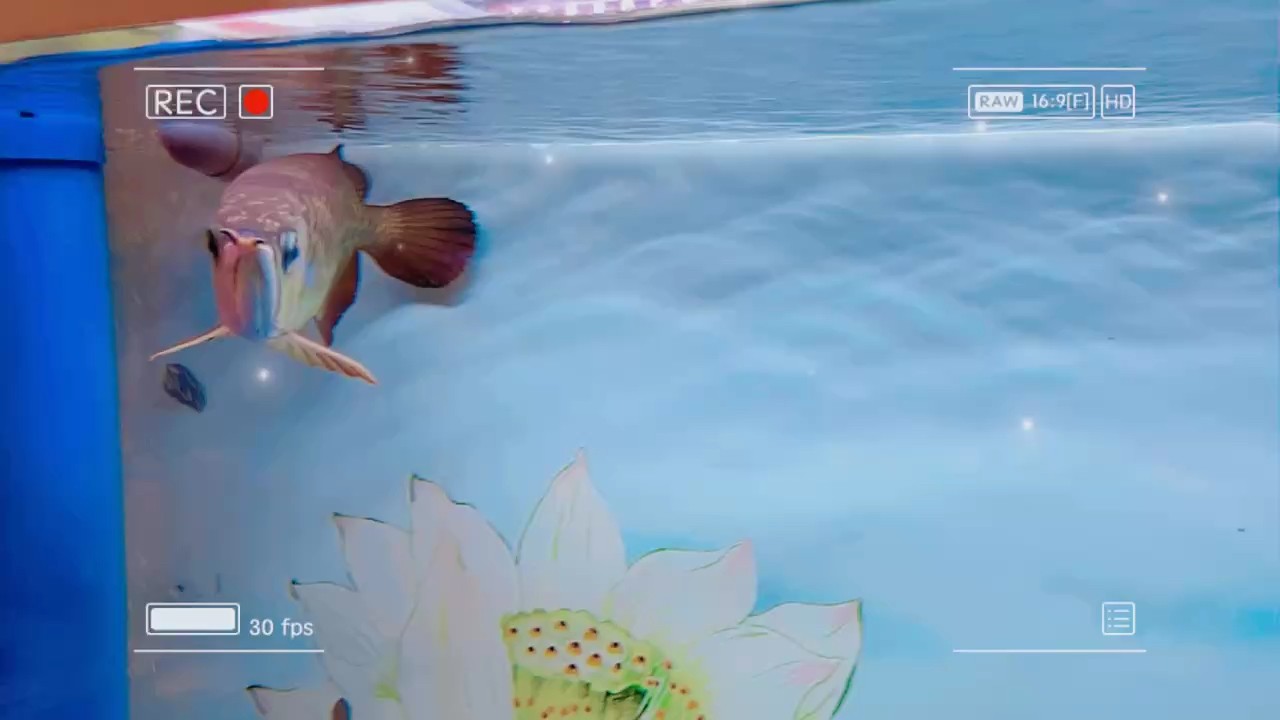 打卡喂食！