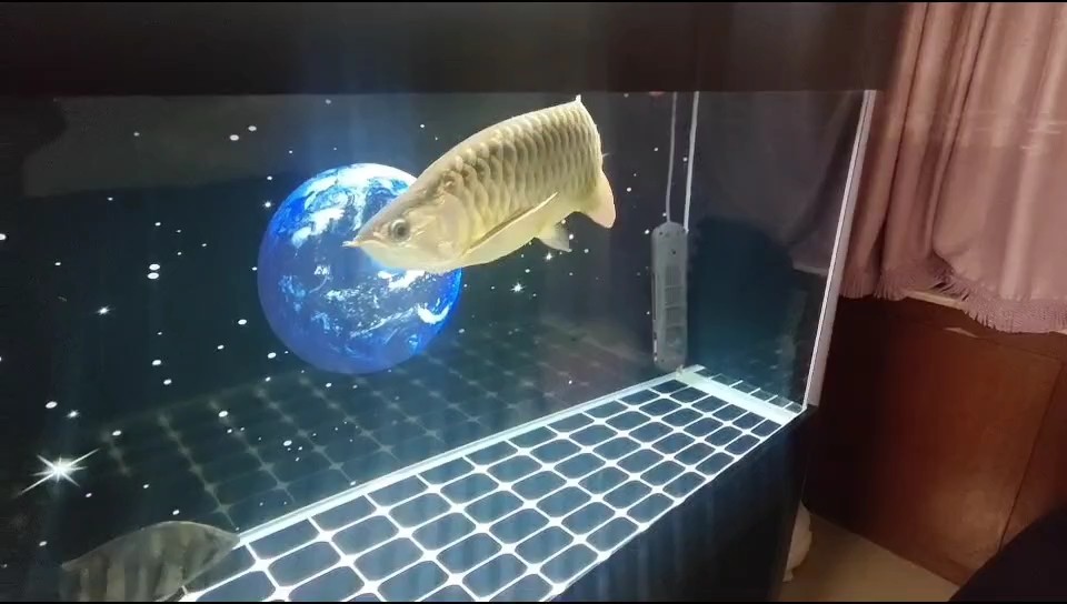 11個月打卡天氣轉涼注意魚缸溫度