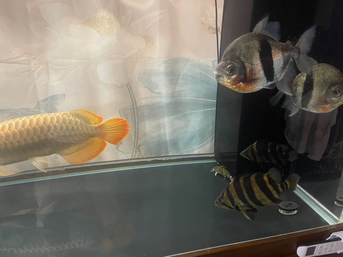 帶兒子國(guó)慶野塘垂釣，留個(gè)小東西紀(jì)念，其它放流！