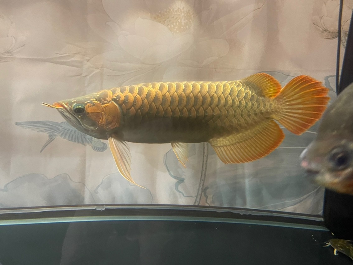 帶兒子國(guó)慶野塘垂釣，留個(gè)小東西紀(jì)念，其它放流！