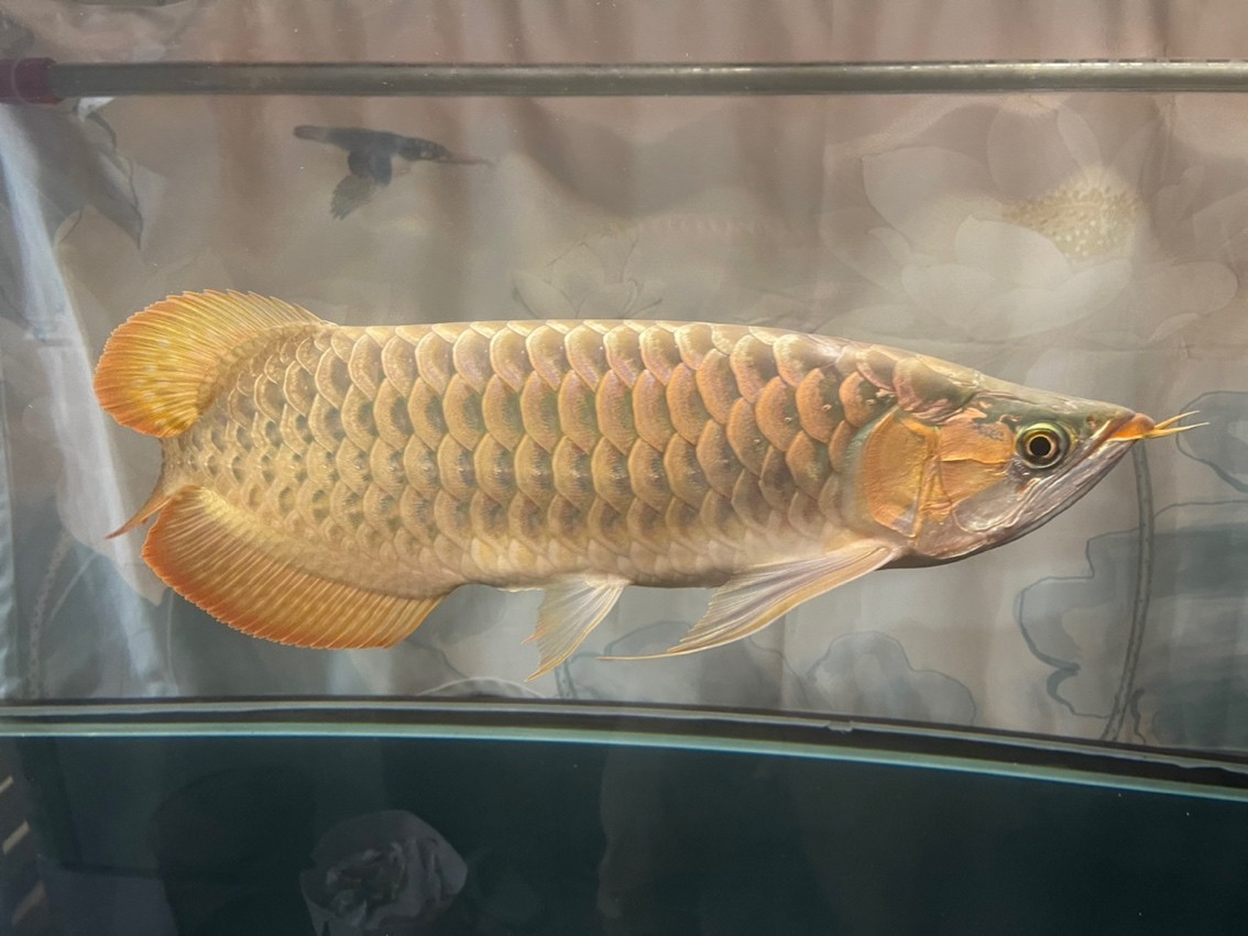 帶兒子國(guó)慶野塘垂釣，留個(gè)小東西紀(jì)念，其它放流！