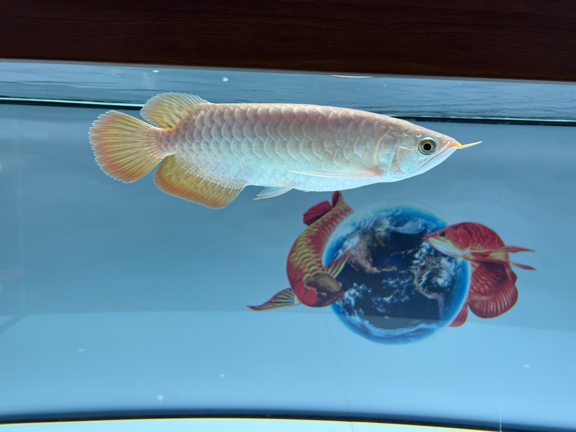 回來時16公分，現(xiàn)在28公分了