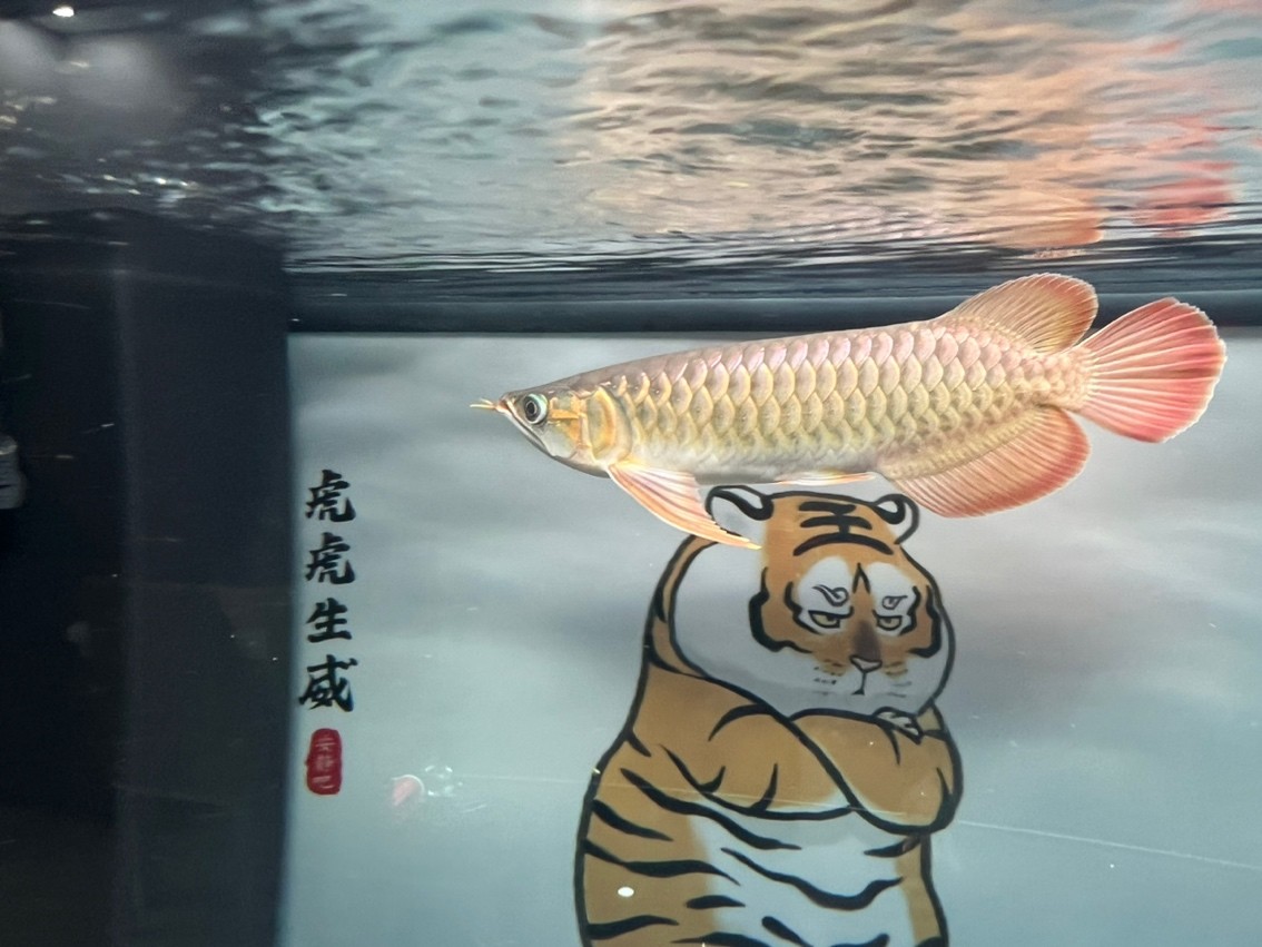 長了