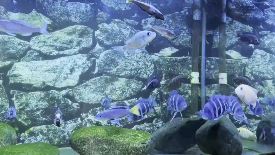 美需要時間來釋放