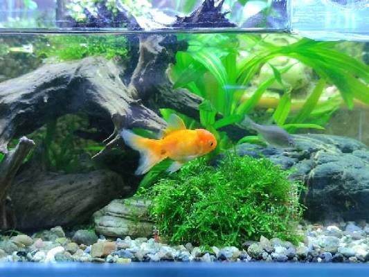 澤州縣金村鎮(zhèn)霍秀村龍云錦鯉水族館（澤州縣金村鎮(zhèn)霍秀村龍云錦鯉水族館電話）