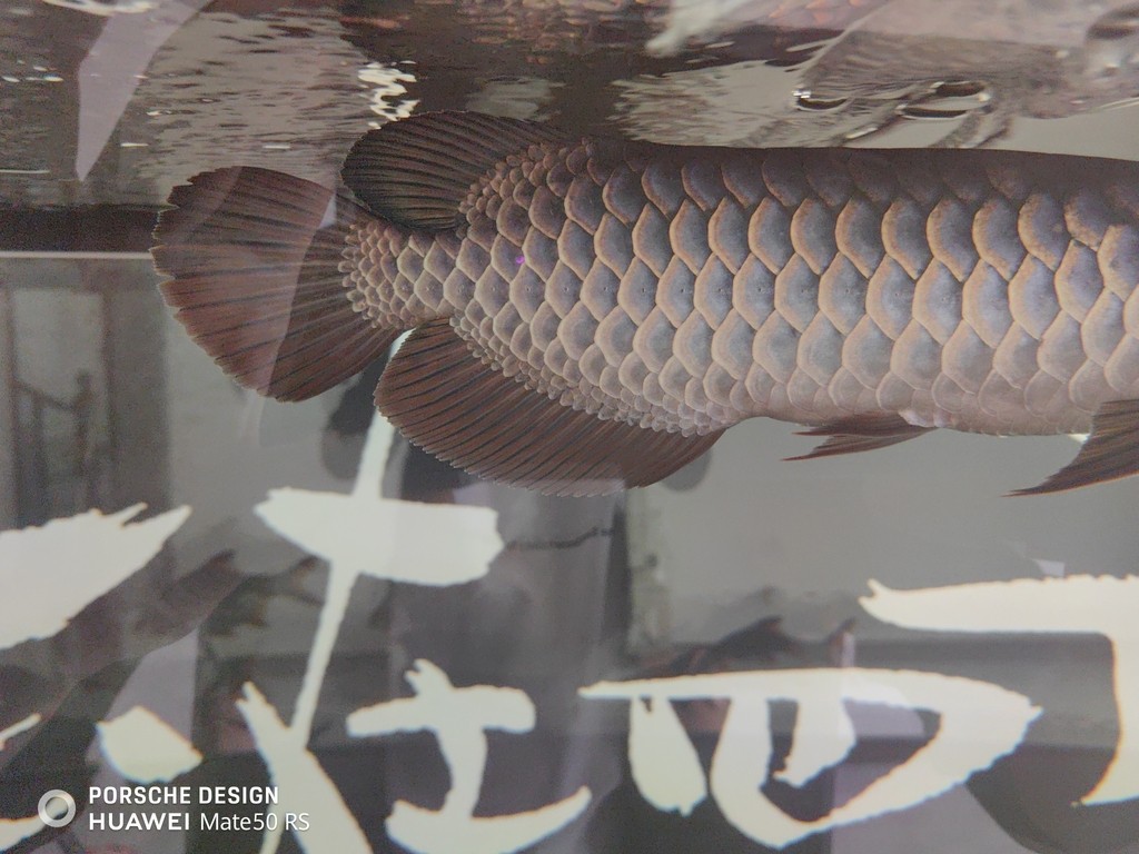 停食換水