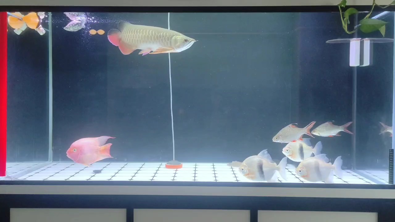 小金龍成長記第 224