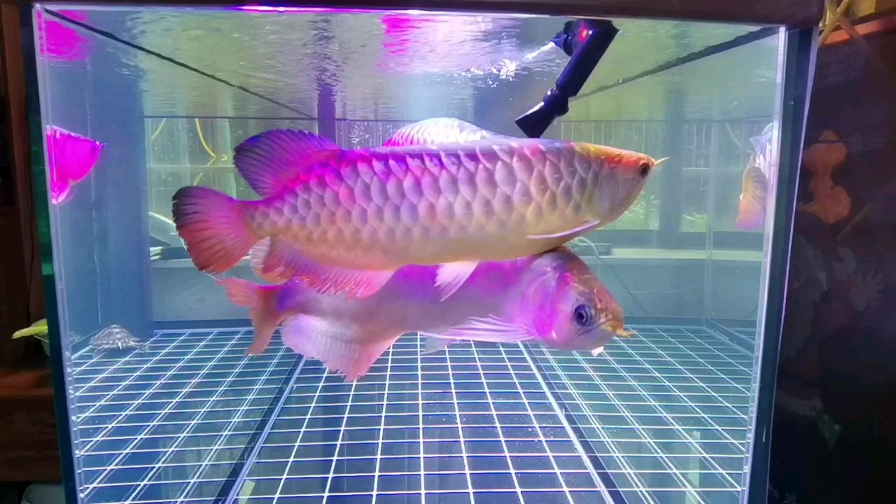 群龍亂舞