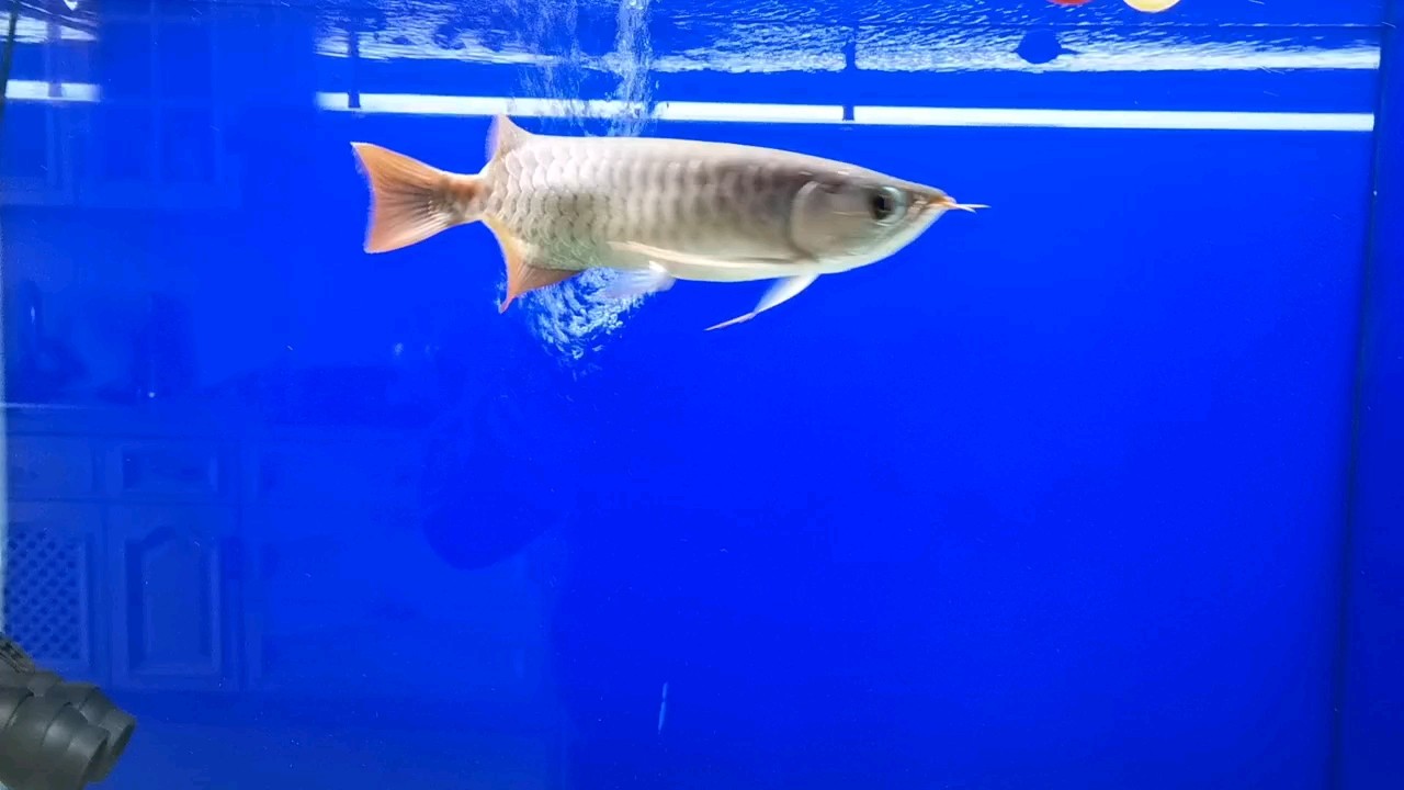 大神們幫忙看看這條魚。