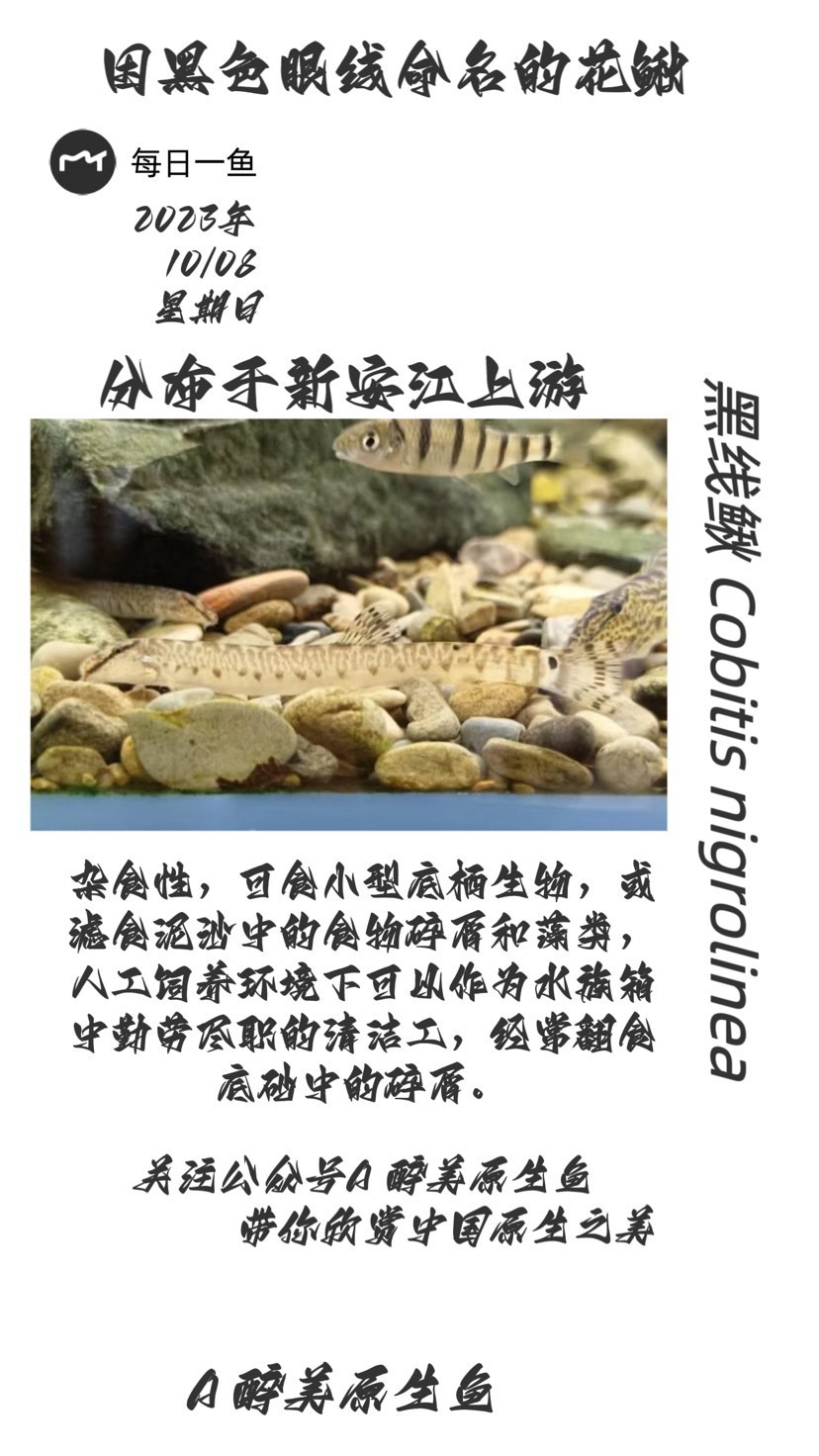 黑線鰍
