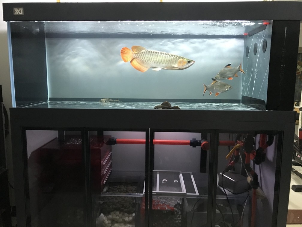 好久沒更新了，換了兩次缸有點折騰