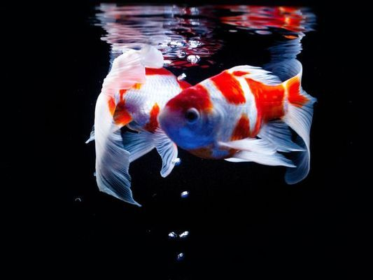 焦作魚缸定做廠家電話地址（焦作魚缸定做廠家電話地址查詢）