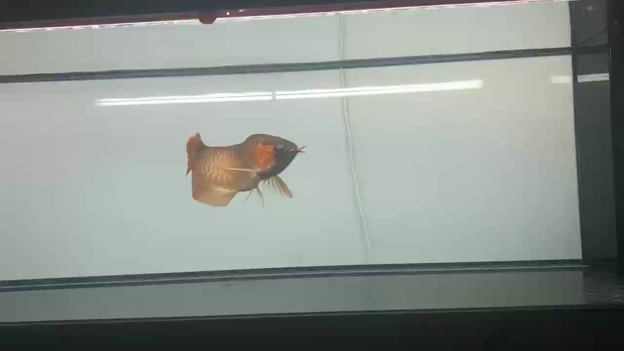 探花